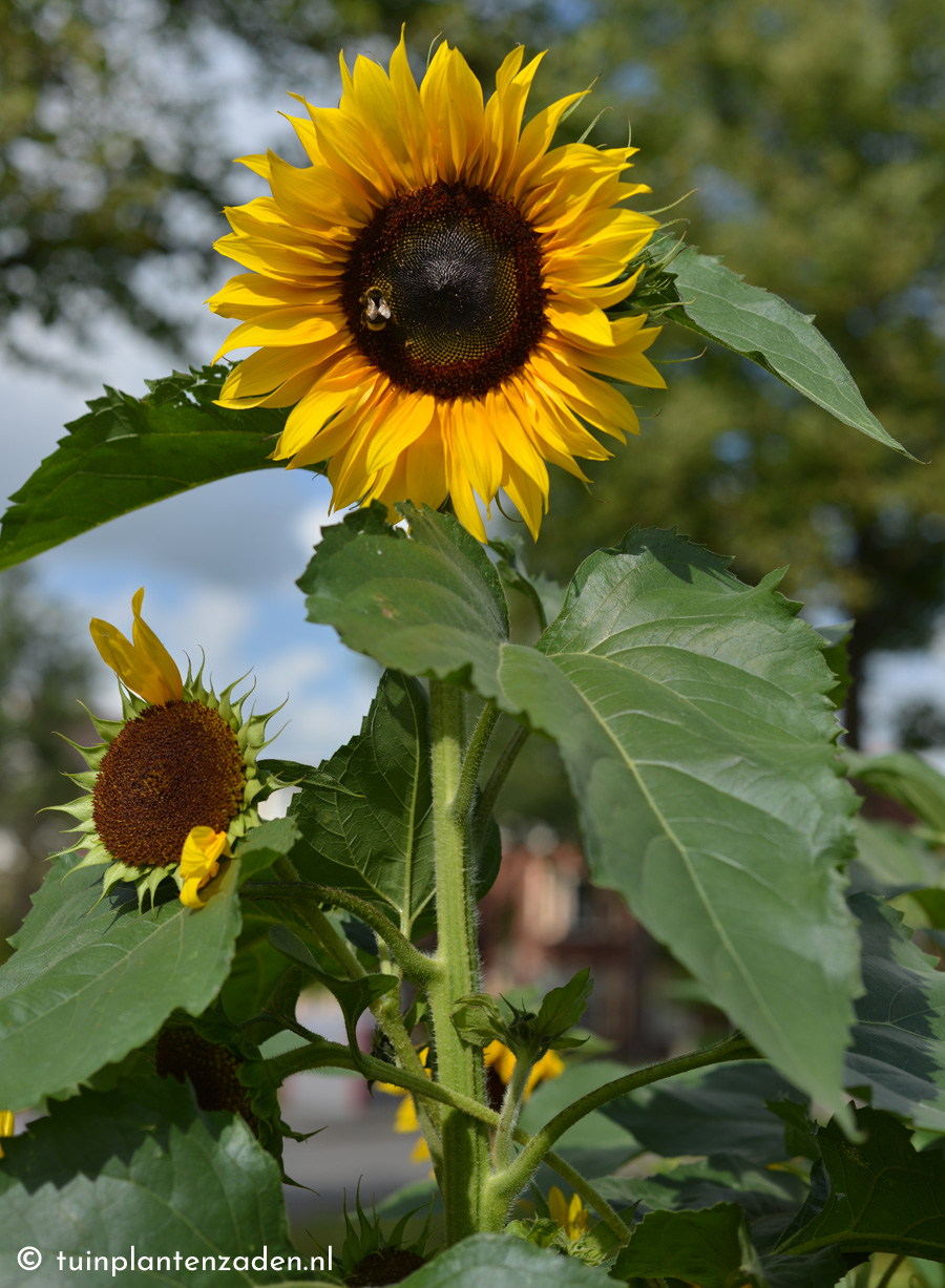 Formuleren analyseren Sinis Zonnebloemen zaaien - Zaden van zonnebloemen zaaien in de tuin of veld